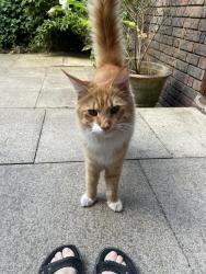 Lost Male Cat last seen West Heath Road, Greater London, England 