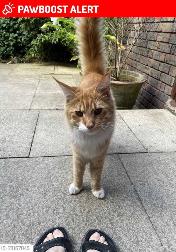 Lost Male Cat last seen West Heath Road, Greater London, England 