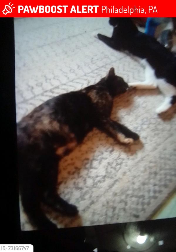 Lost Female Cat last seen Firth coral, Philadelphia, PA 19125