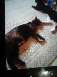 Lost Female Cat last seen Firth coral, Philadelphia, PA 19125