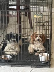 Found/Stray Unknown Dog last seen Cornerstone church, Fresno, CA 93721
