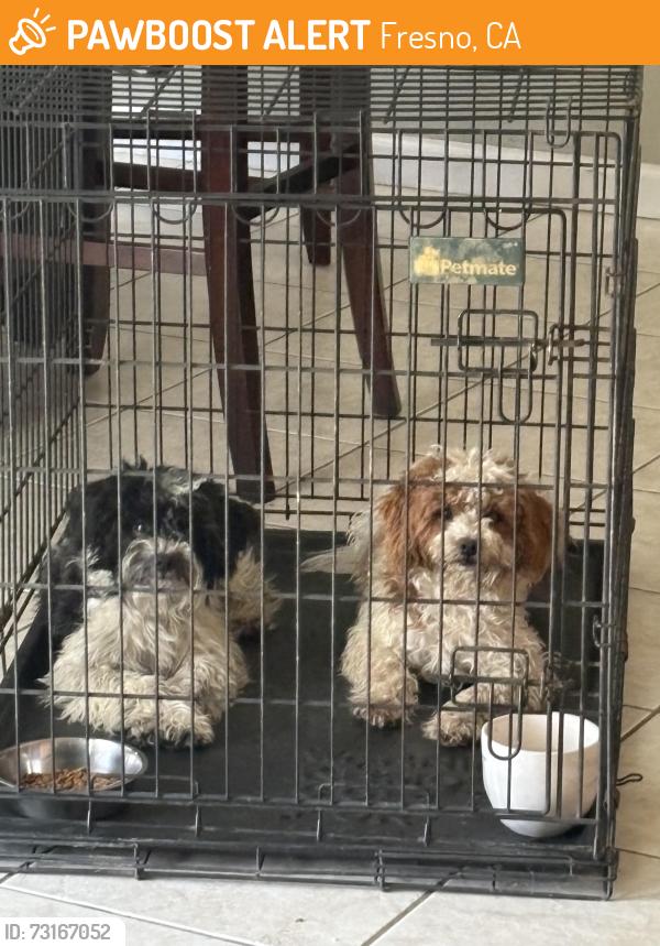 Found/Stray Unknown Dog last seen Cornerstone church, Fresno, CA 93721