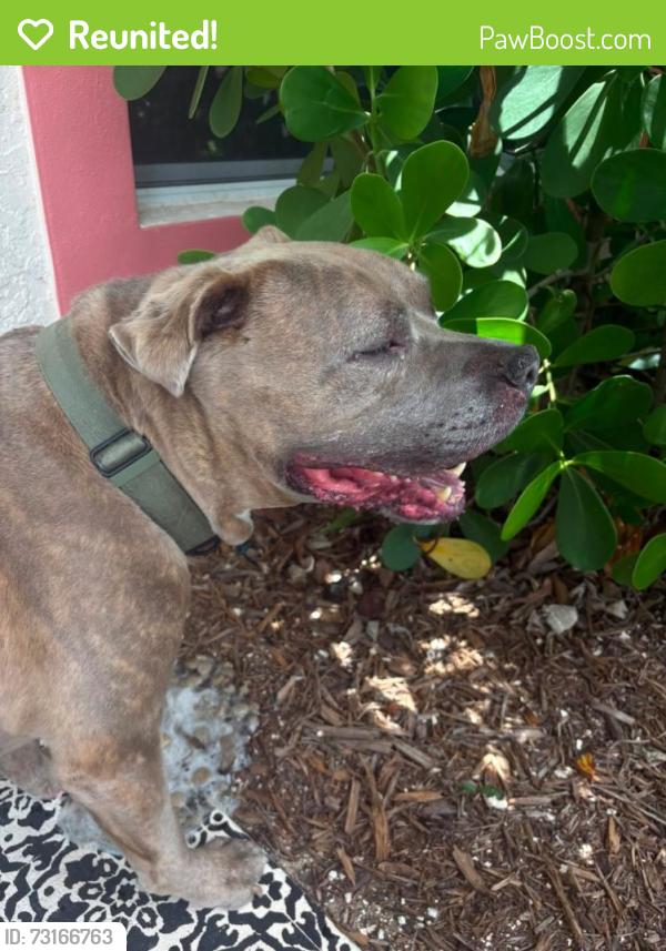 Reunited Male Dog last seen Walmart, Cape Coral, FL 33991