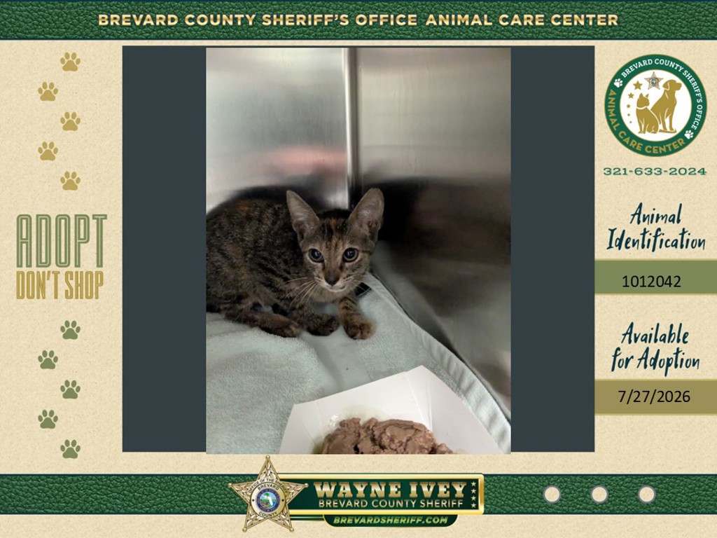 Shelter Stray Female Cat last seen Near Childre Avenue, TITUSVILLE, FL, 32796, 5100 W Eau Gallie Blvd, Melbourne, FL 32934, USA