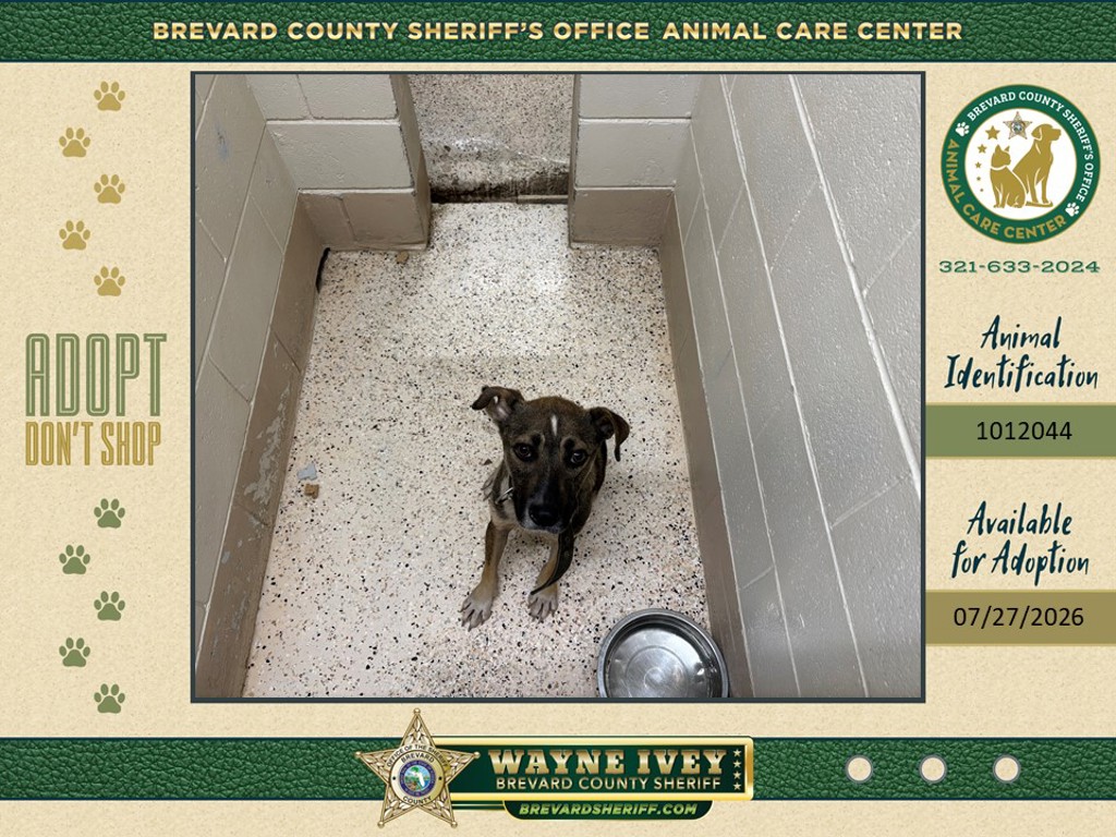 Shelter Stray Male Dog last seen Near La Paloma Drive, ROCKLEDGE, FL, 32955, 5100 W Eau Gallie Blvd, Melbourne, FL 32934, USA