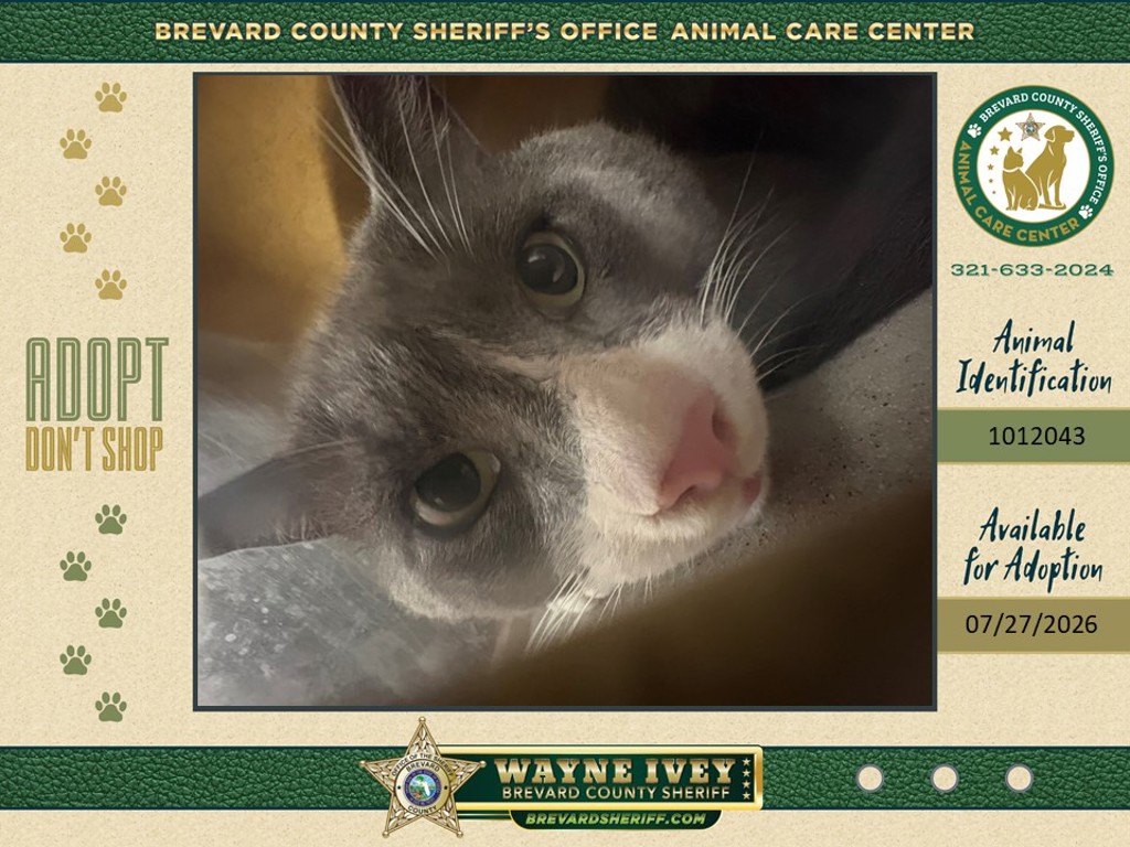 Shelter Stray Unknown Cat last seen Near Rolling Rock Drive, MELBOURNE, FL, 32934, 5100 W Eau Gallie Blvd, Melbourne, FL 32934, USA