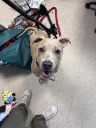 Shelter Stray Male Dog last seen Apt 1A,2788 Claflin Avenue, BRONX, NY, 10468, 326 E 110th St, New York, NY 10029, USA