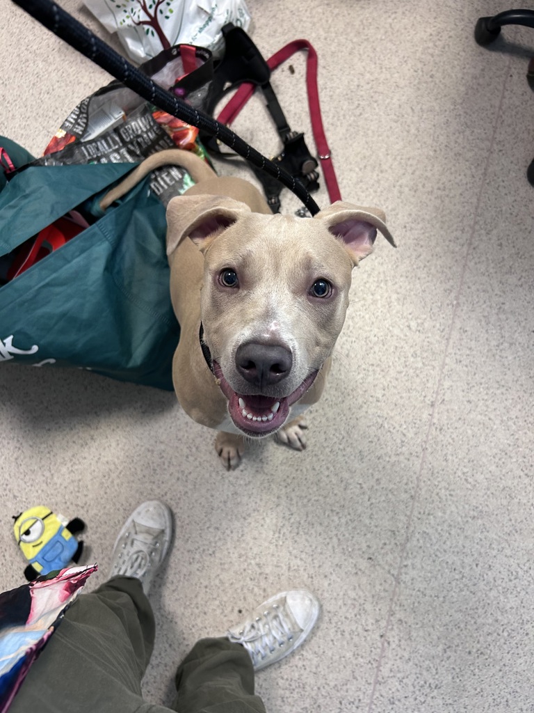 Shelter Stray Male Dog last seen Apt 1A,2788 Claflin Avenue, BRONX, NY, 10468, 326 E 110th St, New York, NY 10029, USA