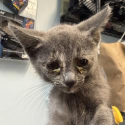 Shelter Stray Unknown Cat last seen Shooting Star Dr, San Diego, CA, 92173, 5500 Gaines St, San Diego, CA 92110, USA