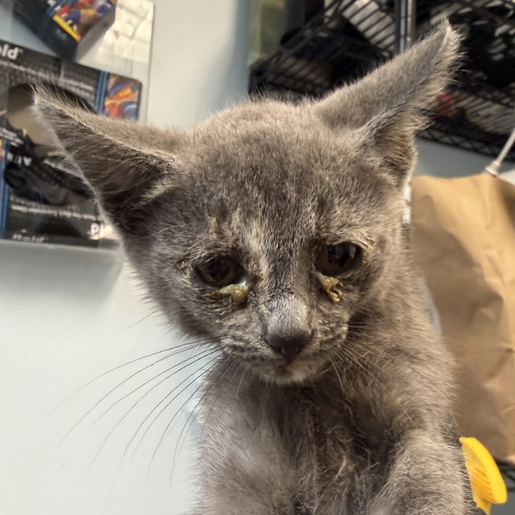 Shelter Stray Female Cat last seen Shooting Star Dr, San Diego, CA, 92173, 5500 Gaines St, San Diego, CA 92110, USA