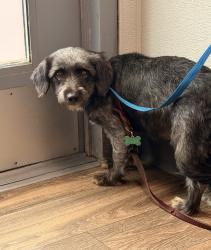 Shelter Stray Female Dog last seen 25th and market st, San Diego, CA, 92102, 5500 Gaines St, San Diego, CA 92110, USA