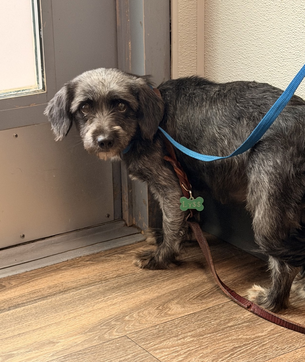 Shelter Stray Female Dog last seen 25th and market st, San Diego, CA, 92102, 5500 Gaines St, San Diego, CA 92110, USA
