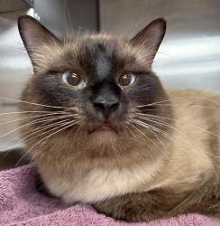 Shelter Stray Unknown Cat last seen 40TH N MONTANA, PORTLAND, OR, 97227, 1700 W Historic Columbia River Hwy, Troutdale, OR 97060, USA
