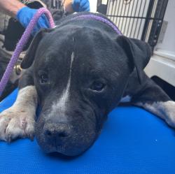 Shelter Stray Male Dog last seen 134th, OR, 1700 W Historic Columbia River Hwy, Troutdale, OR 97060, USA