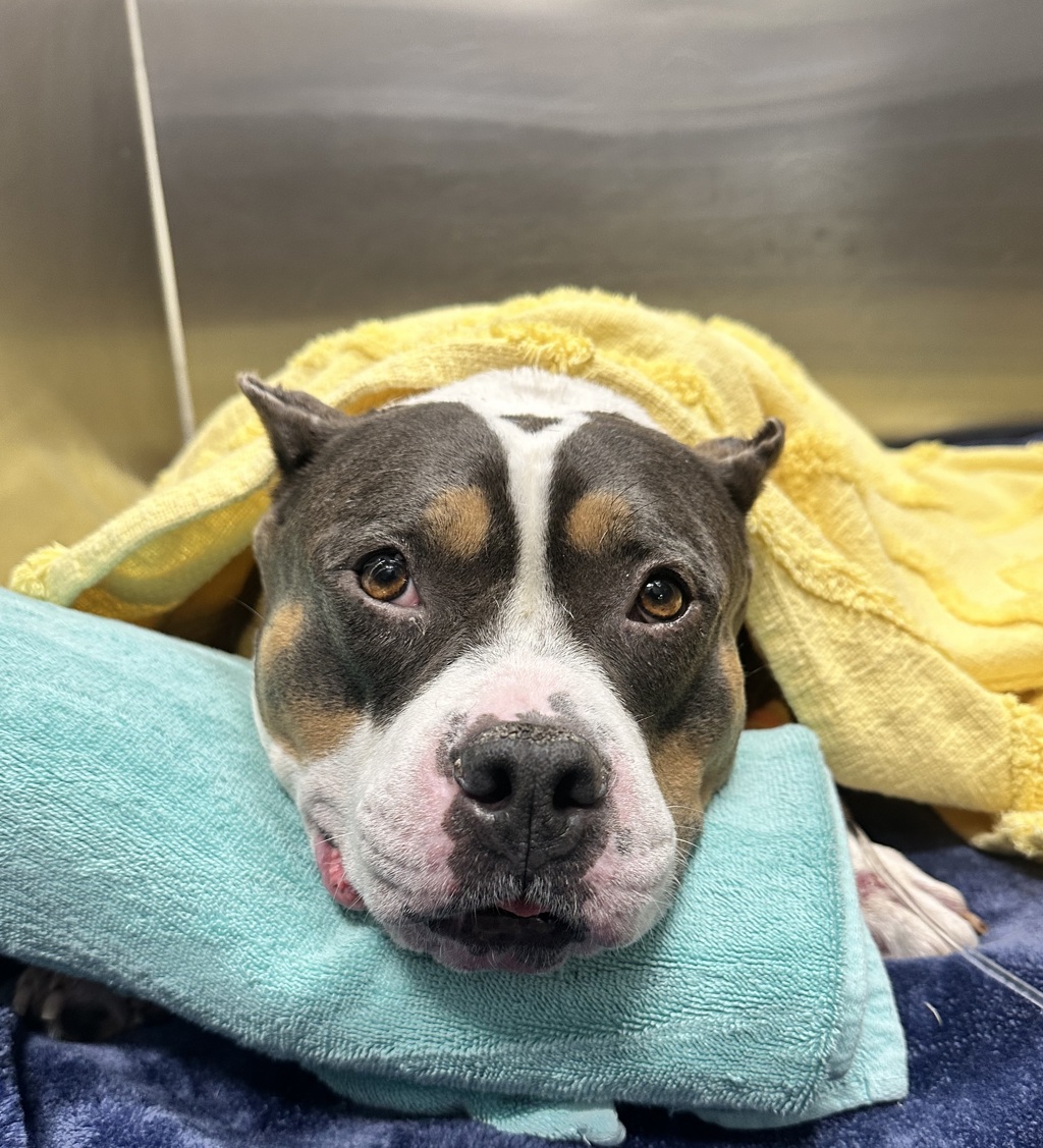 Shelter Stray Female Dog last seen Craven Road, San Marcos, CA, 92069, Oceanside, CA 92058, USA