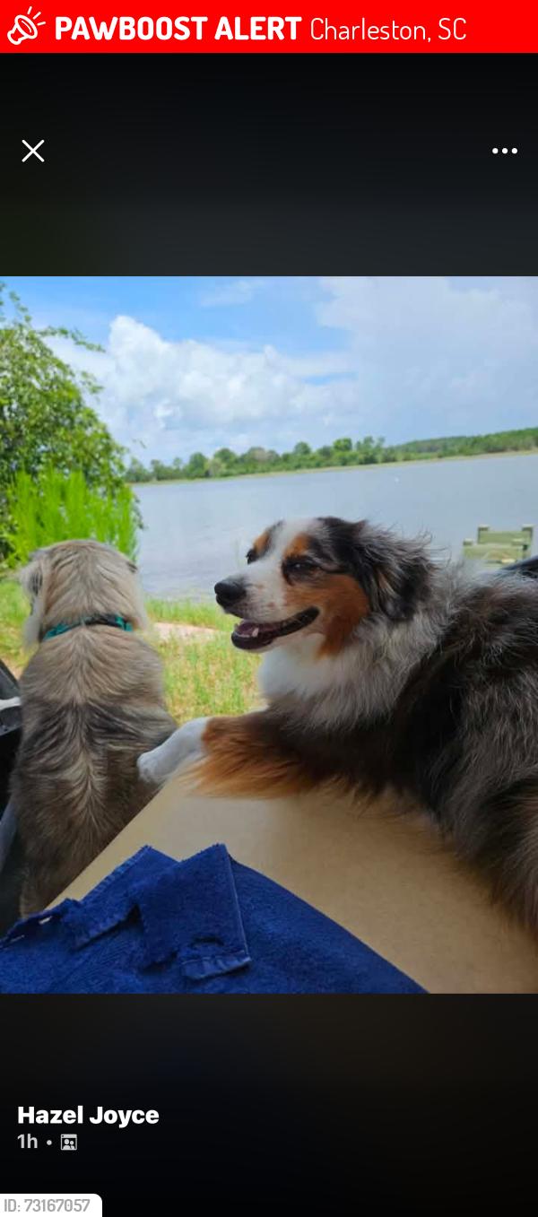 Lost Male Dog last seen Grimball Gates, Charleston, SC 29403