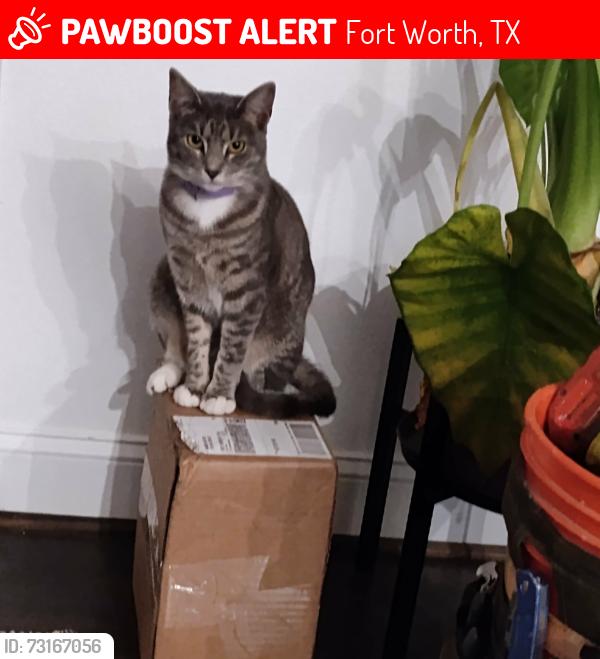 Lost Female Cat last seen Hanna St and 23rd St, Fort Worth, TX 76164