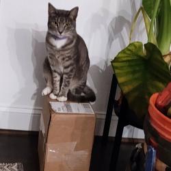 Lost Female Cat last seen Hanna St and 23rd St, Fort Worth, TX 76164