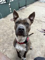 Shelter Stray Male Dog last seen Near Valley View Circle, La Mesa, CA, 91941, 5500 Gaines St, San Diego, CA 92110, USA
