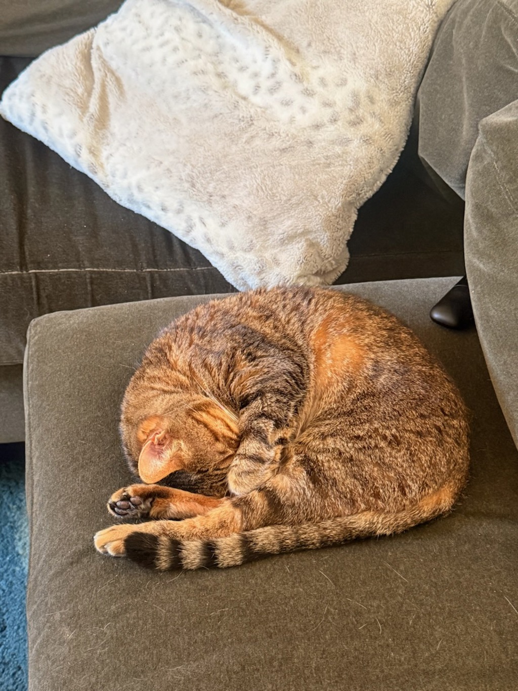 Shelter Stray Female Cat last seen Near Connie Drive, San Diego, CA, 92115, El Cajon, CA 92020, USA