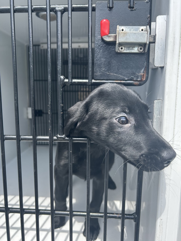 Shelter Stray Female Dog last seen Near Sir George Circle, VIRGINIA BEACH, VA, 23452, 341 S Birdneck Rd, Virginia Beach, VA 23451, USA