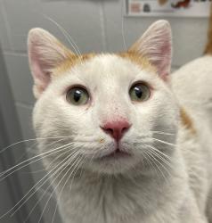 Shelter Stray Male Cat last seen Ault Lane & Mariposa Dr, Morrison, CO, 80465, 580 McIntyre St, Golden, CO 80401, USA