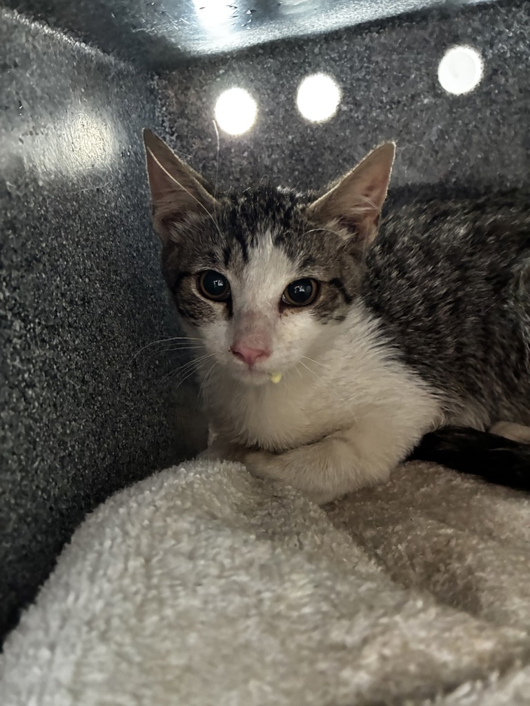 Shelter Stray Male Cat last seen Near S Cable Ridge Road, Kearns Township, UT, 84118, 511 W 3900 S, Salt Lake City, UT 84123, USA