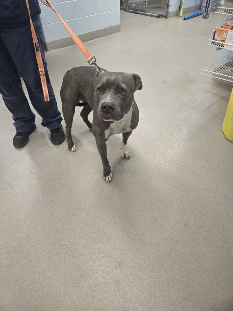 Shelter Stray Female Dog last seen Near 1/2 Tyler Avenue, ANNAPOLIS, MD, 21403, 411 Maxwell Frye Rd, Millersville, MD 21108, USA