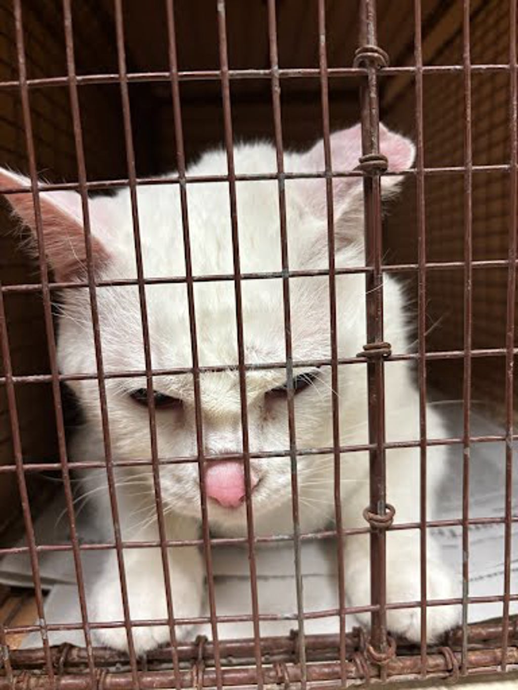 Shelter Stray Male Cat last seen The finder wasn't too sure, but they think it was near the 7-11 at N. Lamar and W. 10th St., AUSTIN, TX, 78703, 7201 Levander Loop bldg a, Austin, TX 78702, USA