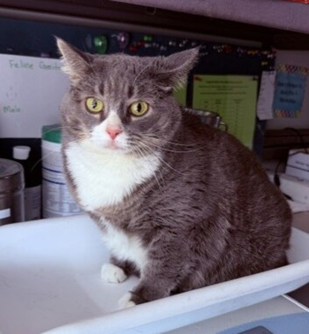 Shelter Stray Female Cat last seen Apt 3507,999 S Main Street, SALT LAKE CITY, UT, 84111, 511 W 3900 S, Salt Lake City, UT 84123, USA