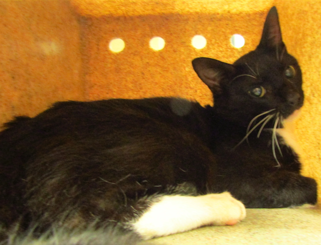 Shelter Stray Male Cat last seen Near Glascock Street, RALEIGH, NC, 27610, 820 Beacon Lake Dr, Raleigh, NC 27610, USA