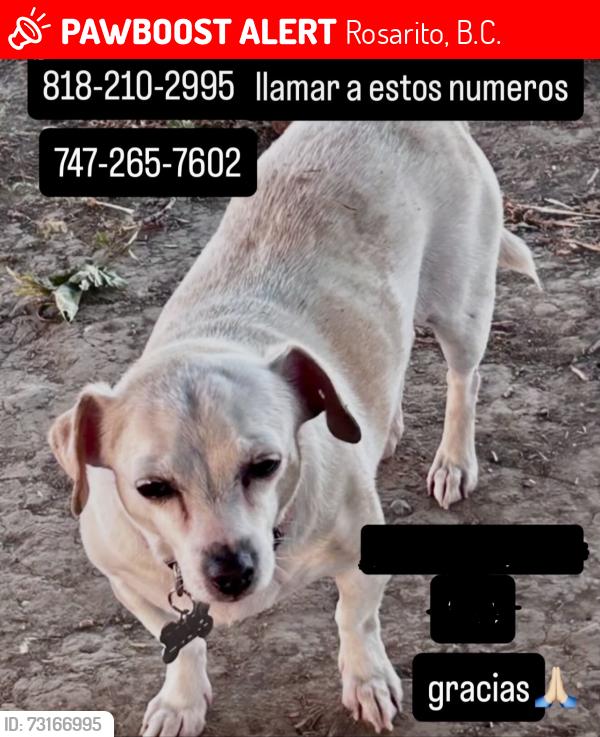 Lost Female Dog last seen Bellafer Collection Hotel & Resort, Rosarito, B.C. 22713