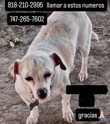 Lost Female Dog last seen Bellafer Collection Hotel & Resort, Rosarito, B.C. 22713