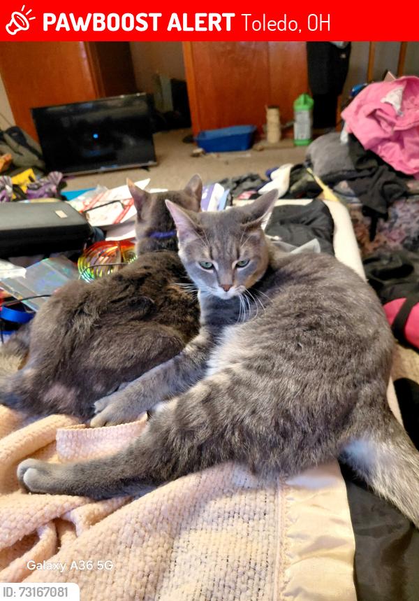 Lost Male Cat last seen Walmart, Toledo, OH 43615