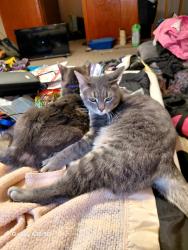 Lost Male Cat last seen Walmart, Toledo, OH 43615