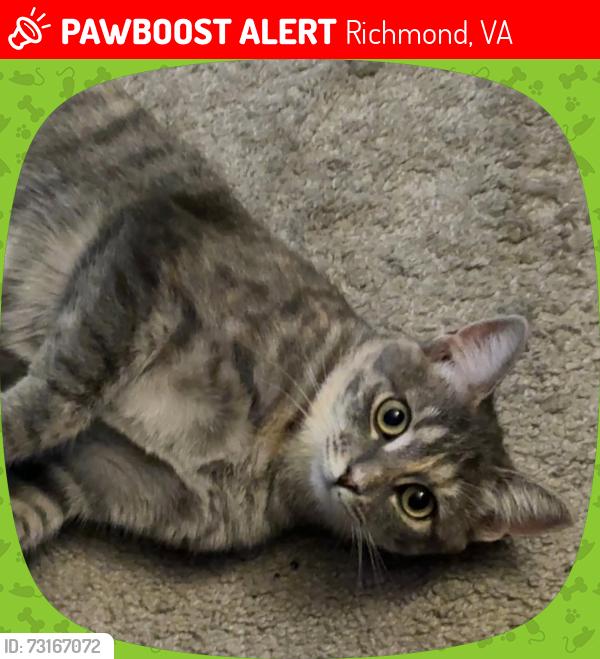 Lost Female Cat last seen Roanoke St, Richmond, VA 23225