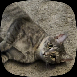 Lost Female Cat last seen Roanoke St, Richmond, VA 23225