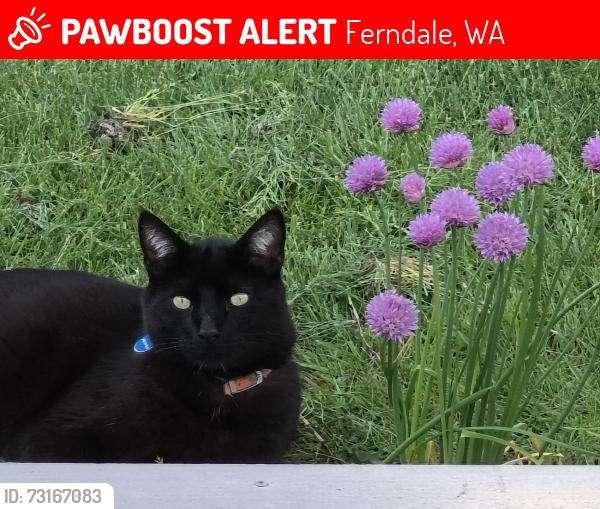 Lost Male Cat last seen Vista Dr, Ferndale, WA 98248