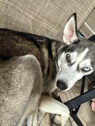 Lost Male Dog last seen Near copper rim, San Antonio, TX 78245