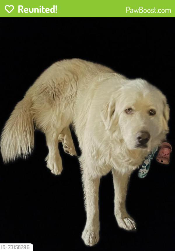 Reunited Female Dog last seen South Bunker Hill Drive and Grant Avenue, San Bernardino, CA 92410