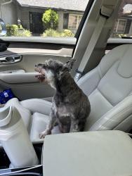 Reunited Female Dog last seen Jacaranda is east golf course near hole 2, Plantation, FL 33324