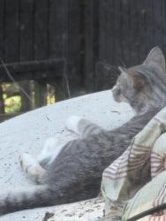 Found/Stray Unknown Cat last seen Neenah pool, Neenah, WI 54956
