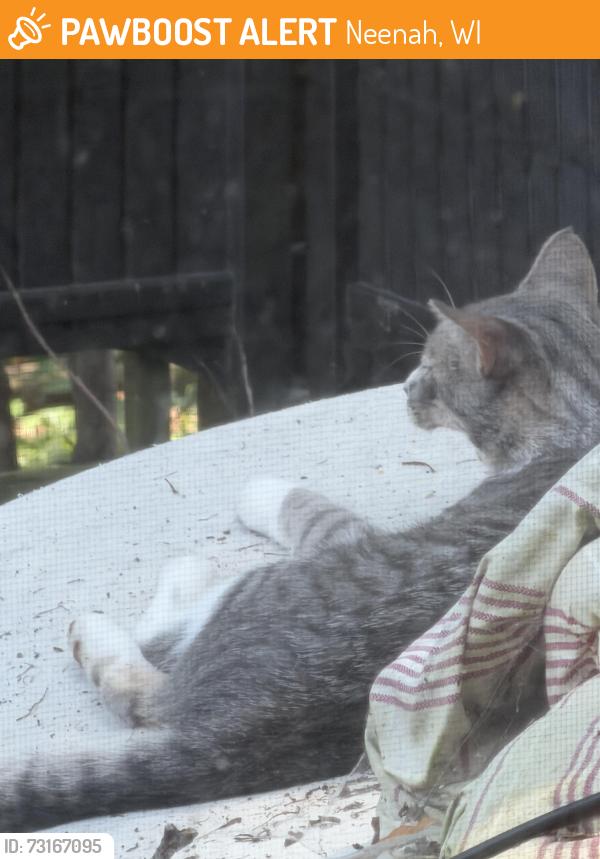 Found/Stray Unknown Cat last seen Neenah pool, Neenah, WI 54956