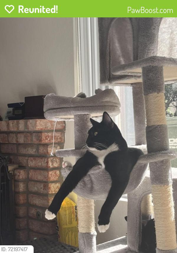 Reunited Male Cat last seen Plaza Miguel, Bonita, CA 91902