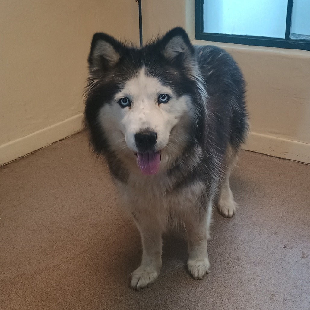 Shelter Stray Female Dog last seen , 361 S Raymond Ave, Pasadena, CA 91105, USA