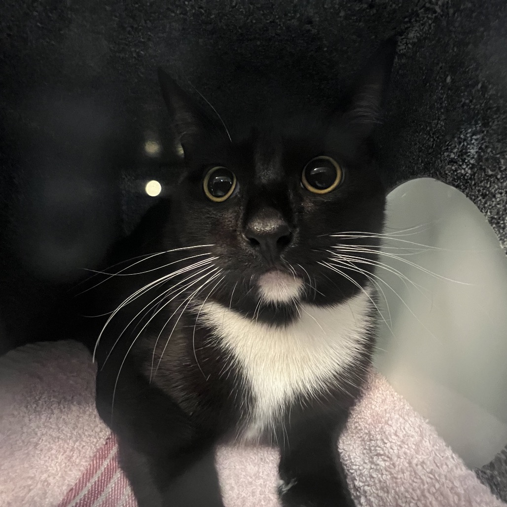 Shelter Stray Male Cat last seen , 361 S Raymond Ave, Pasadena, CA 91105, USA