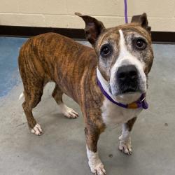 Shelter Stray Female Dog last seen , 2350 Appling City Cove, Memphis, TN 38133, USA