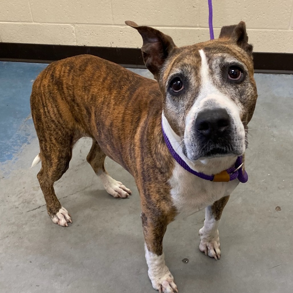 Shelter Stray Female Dog last seen , 2350 Appling City Cove, Memphis, TN 38133, USA