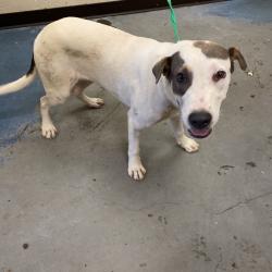 Shelter Stray Male Dog last seen , 2350 Appling City Cove, Memphis, TN 38133, USA