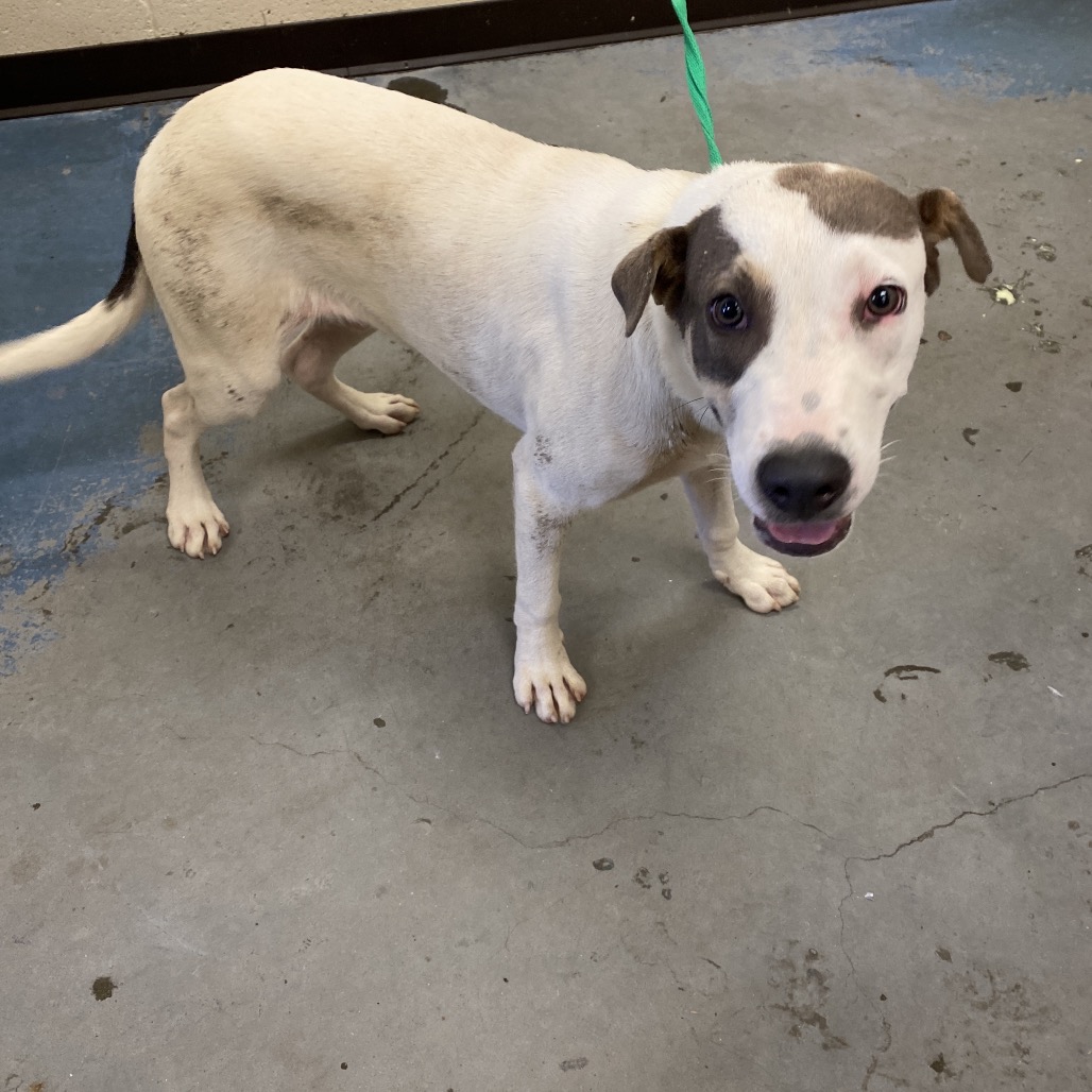 Shelter Stray Male Dog last seen , 2350 Appling City Cove, Memphis, TN 38133, USA